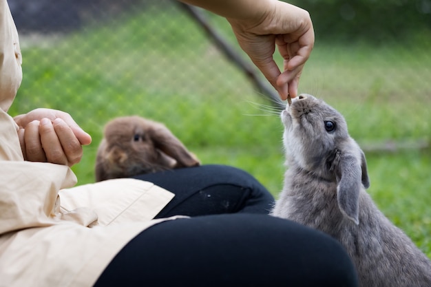 Coelho bonito comendo pelota da mão da mulher do proprietário. Coelho faminto comendo comida no prado. Proprietário alimentando seus coelhos com comida. Amizade com o coelhinho da Páscoa.