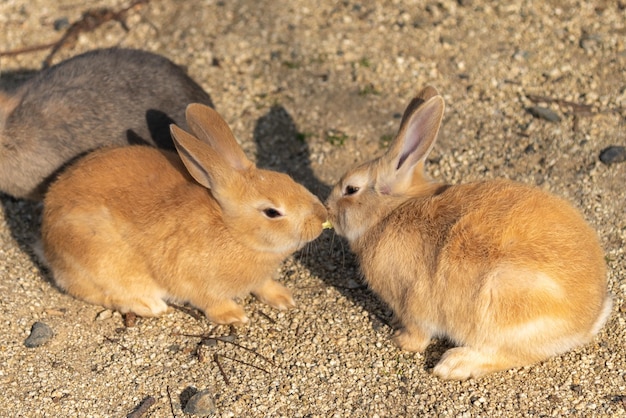 Coelho bonito de coelhos selvagens na ilha de Okunoshima em clima ensolarado, conhecido como ilha do coelho