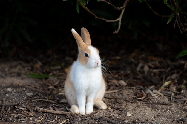 Coelho bonito de coelhos selvagens na ilha de Okunoshima em clima ensolarado, conhecido como ilha do coelho