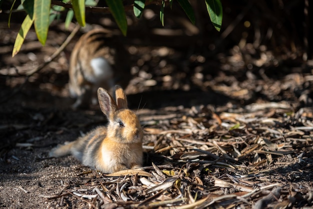 Coelho bonito de coelhos selvagens na ilha de Okunoshima em clima ensolarado, conhecido como ilha do coelho