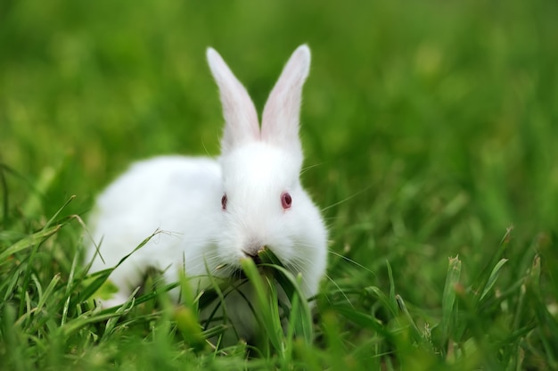 Coelho branco bebê na grama verde primavera