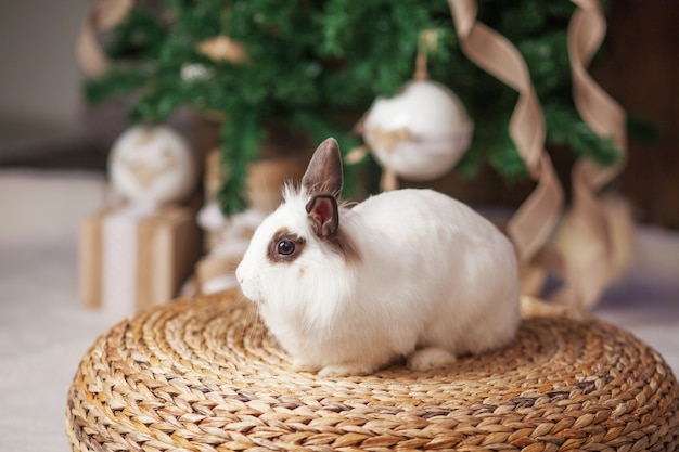 Coelho branco bonito, coelho com árvore de abeto decorada festiva. conceito de férias de inverno feliz