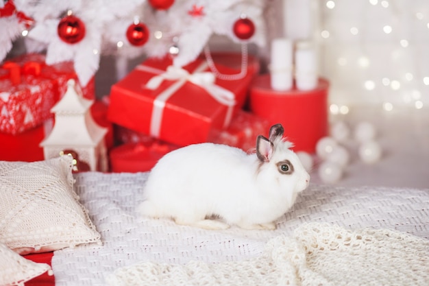 Coelho branco bonito, coelho contra o fundo de uma árvore de abeto decorada festiva. Conceito de boas férias de inverno