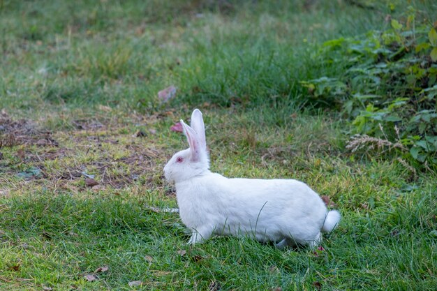 Coelho branco caminha num prado verde