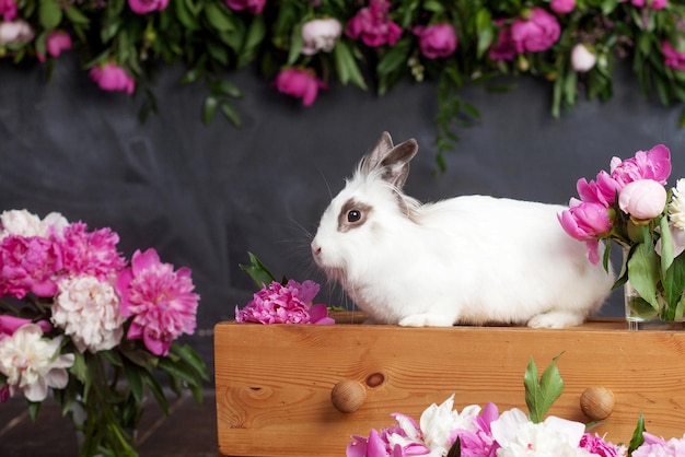 Coelho branco com flores da primavera em tempo de Páscoa de fundo preto