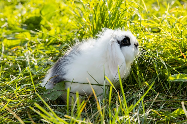 Foto coelho branco com manchas pretas sentado no gramado