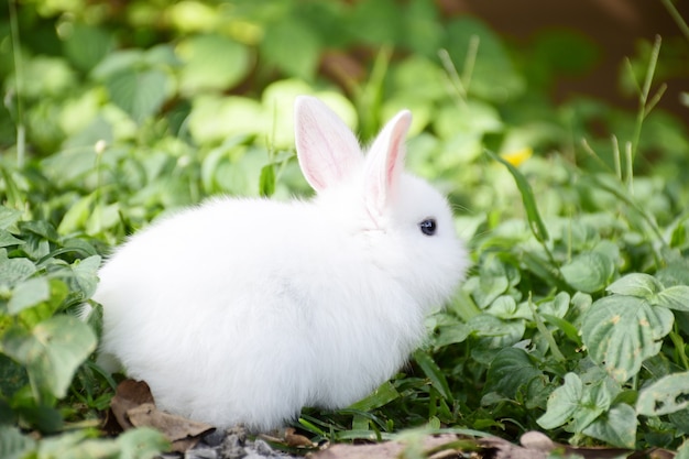 Foto coelho branco comendo grama em campos verdes da manhã