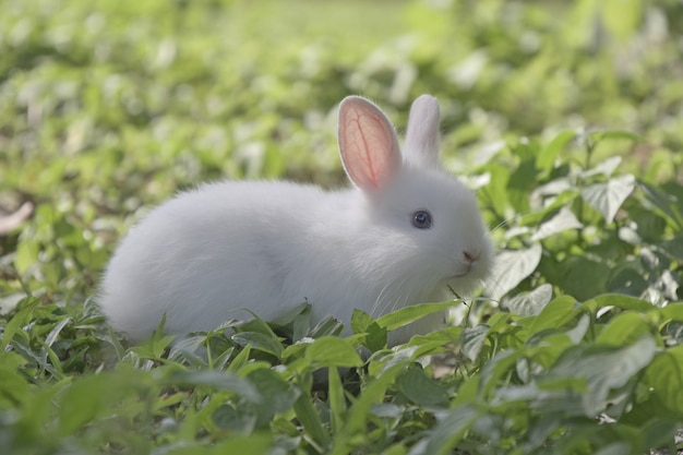 Foto coelho branco comendo grama em campos verdes de manhã.