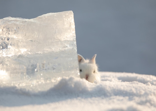 coelho branco decorativo na neve