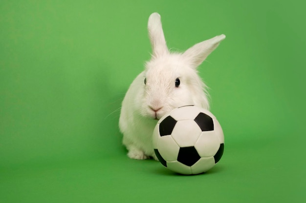 Coelho branco e bola de futebol em hobbies de jogo de futebol de fundo verde para esportes infantis