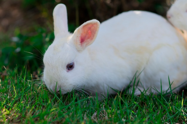 Foto coelho branco é comer grama no jardim