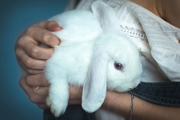 Coelho branco em mãos femininas. Conceito de férias da Páscoa. Fechar-se