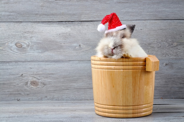 Coelho branco peludo branco, dobrado em um barril de madeira marrom claro na cabeça, usando um chapéu vermelho de natal. festival