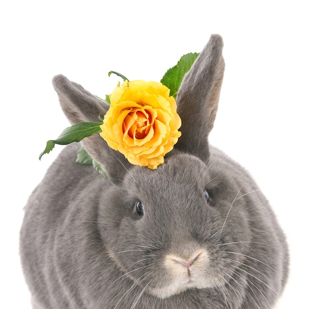 Coelho cinzento com rosa amarela.