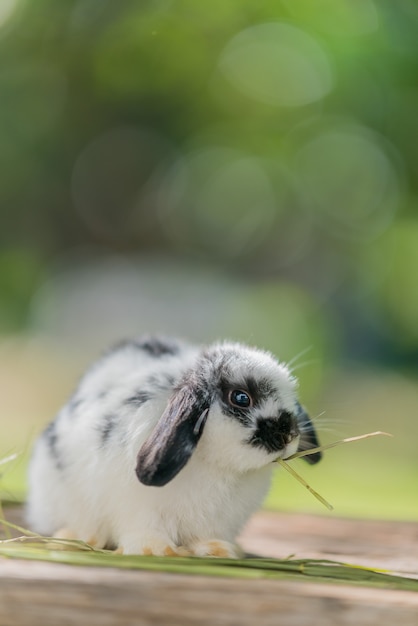 coelho comendo grama com bokeh de fundo, animal de estimação coelho, holanda lop