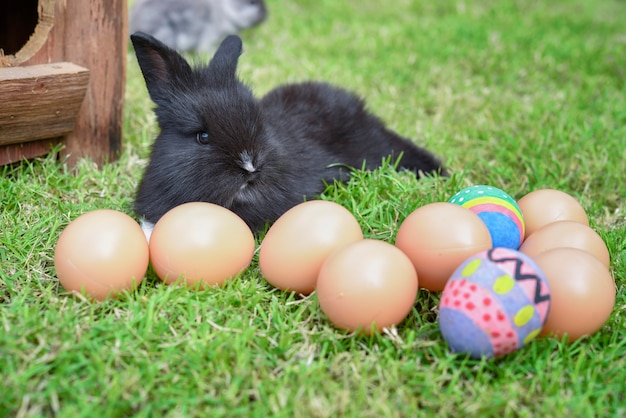 Foto coelho de coelhinho da páscoa com o ovo no fundo da grama. conceito de feriado de páscoa.