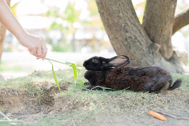 Coelho de estimação coelho com animais de fundo desfocado