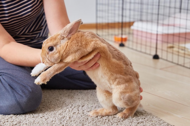 Coelho decorativo puro-sangue mini rex nas mãos do proprietário fechado a gaiola ou aviário está em segundo plano na sala