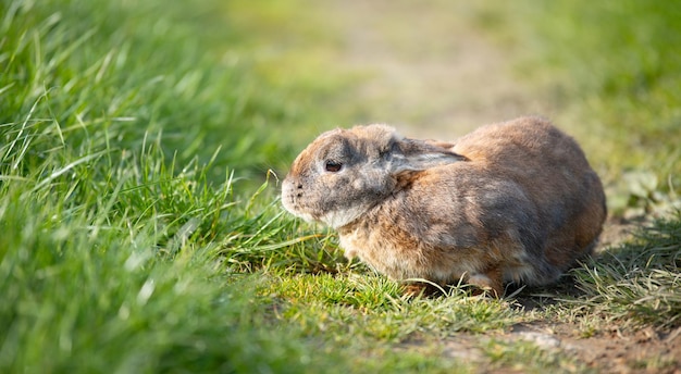 Coelho doméstico ou coelho em um prado de primavera verde na natureza animal bonito animal selvagem animal de estimação em uma fazenda