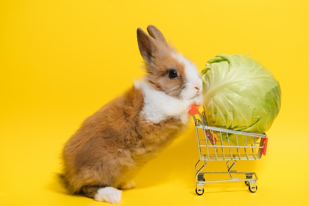 Coelho em pé e segure o carrinho de compras em fundo colorido ação adorável de coelho jovem como compras