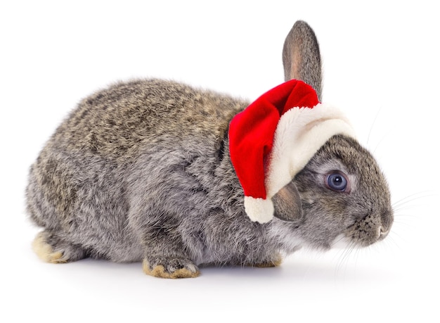 Coelho em um chapéu de Papai Noel