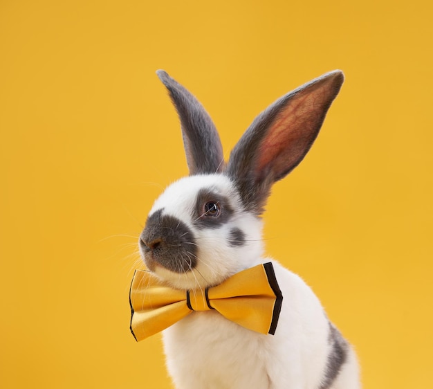 Coelho em um fundo amarelo brilhante em um animal engraçado de arco