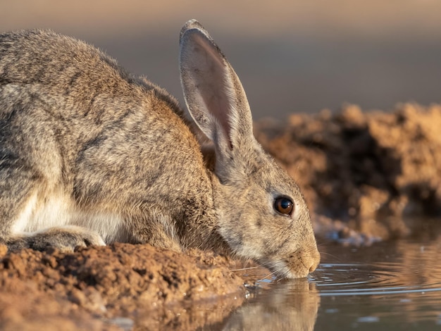 Coelho europeu ou comum Oryctolagus cuniculus água potável ao nascer do sol