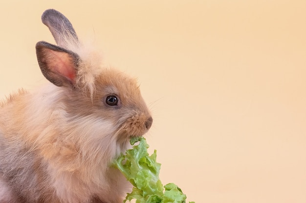 Coelho fofo comendo vegetais em fundo amarelo