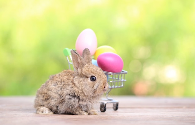 Coelho fofo e adorável bebê sentado na grama verde Coelho pequeno e jovem é um adorável animal de estimação peludo conceito de Páscoa em ovo de fundo amarelo e grama com bokeh como plano de fundo da natureza