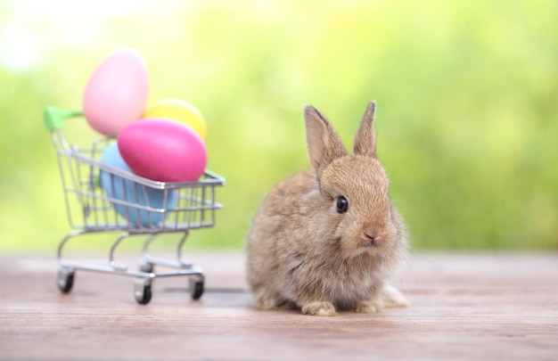 Coelho fofo e adorável bebê sentado na grama verde Coelho pequeno e jovem é um adorável animal de estimação peludo conceito de Páscoa em ovo de fundo amarelo e grama com bokeh como plano de fundo da natureza