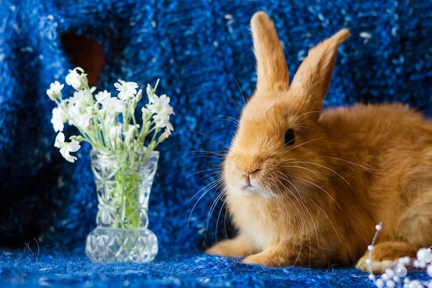 Coelho fofo fofo e ruivo em um fundo de malha azul com um buquê de flores