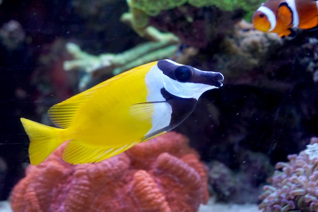 Coelho Foxface preto e branco amarelo nadando no aquário