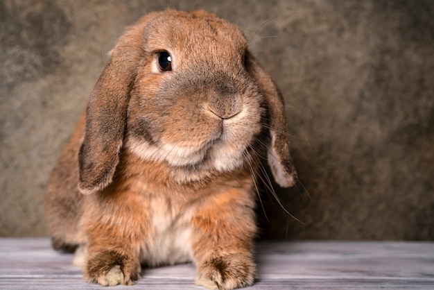 Coelho marrom mini lop está olhando para a câmera.