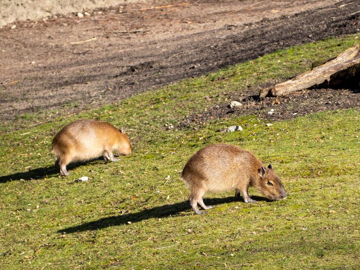 Foto coelho no campo