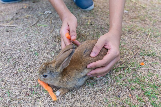 Coelho no zoológico