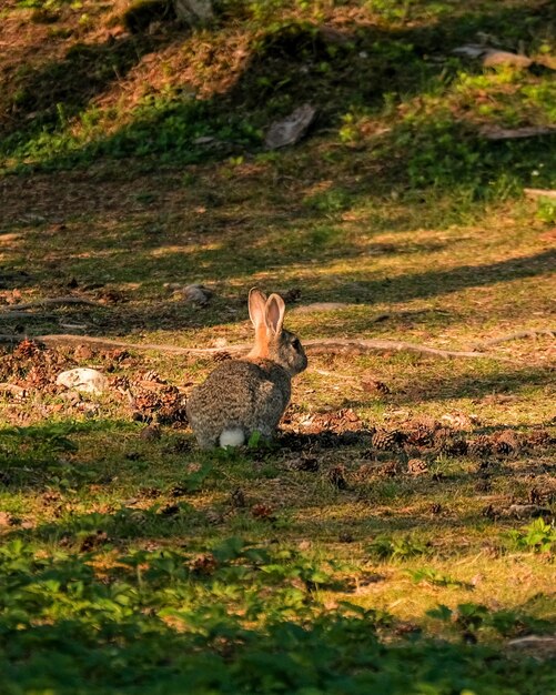 Foto coelho num campo