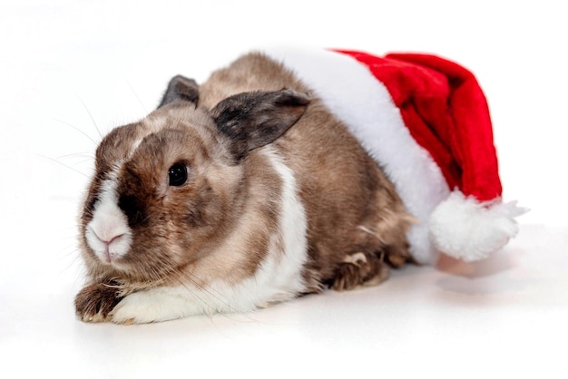 Coelho para o Natal e Ano Novo 2023 Coelho com um chapéu de Papai Noel sentado sobre um fundo branco