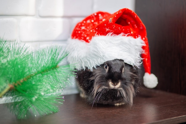 Coelho preto doméstico com um chapéu vermelho de Natal. Cartão de ano novo