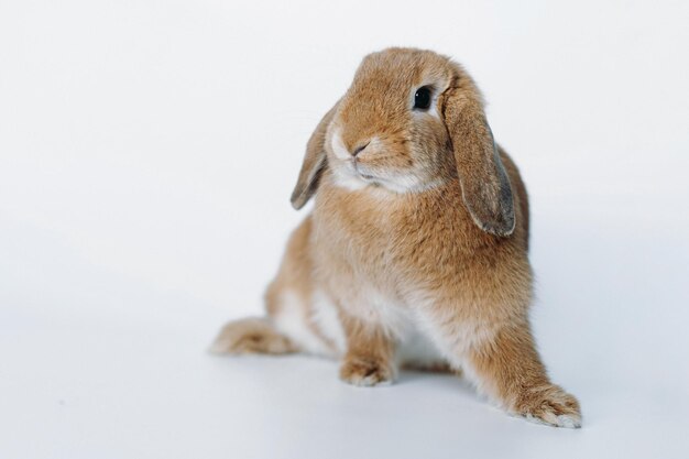Foto coelho vermelho engraçado com as orelhas para baixo isolado em fundo branco
