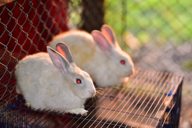 coelhos bonitos na rede na raça do sol na Ásia.