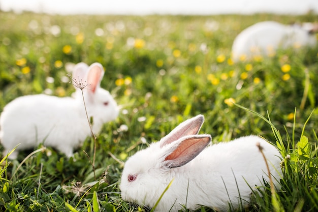 Coelhos brancos na grama verde primavera