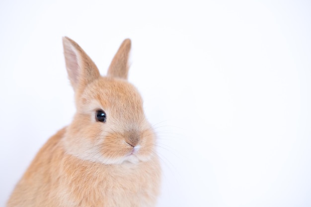 Coelhos de estimação isolados no fundo branco