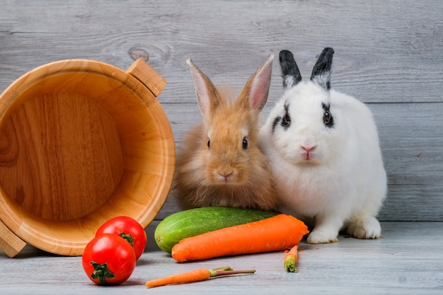 Foto coelhos em pisos de madeira, cenouras, pepinos, tomates e barris em pisos de madeira