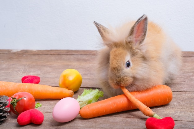 Coelhos em pisos de madeira, cenouras, pepinos, tomates e barris em pisos de madeira