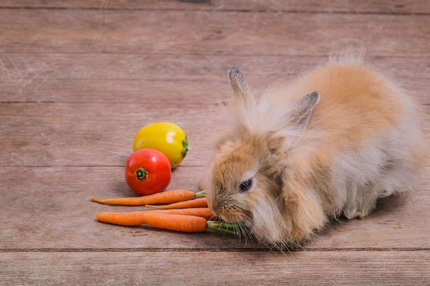 Coelhos em pisos de madeira, cenouras, pepinos, tomates e barris em pisos de madeira