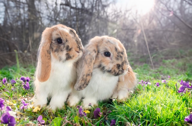 Coelhos Lop ficam em um campo com flores