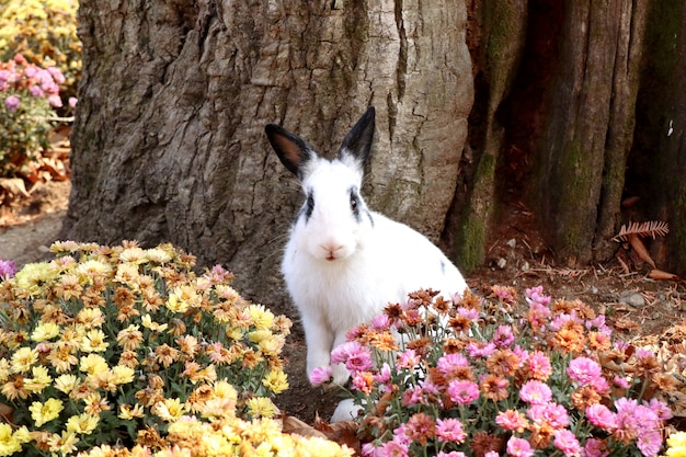 Coelhos no jardim de flores