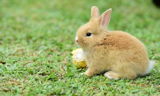 Coelhos pequenos são complicados no jardim