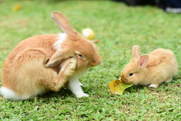 Coelhos pequenos são complicados no jardim