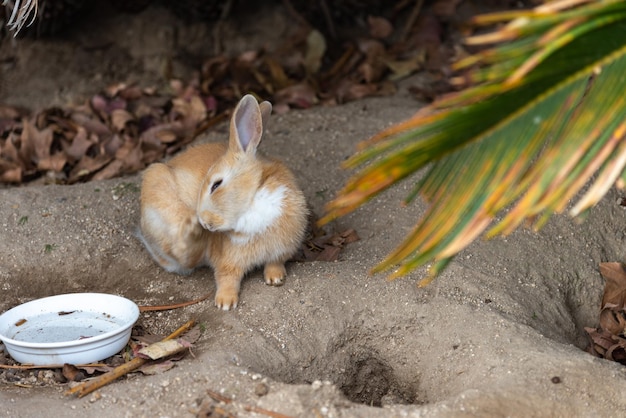 Coelhos selvagens bonitos na ilha de Okunoshima em clima ensolarado, conhecido como Ilha do Coelho